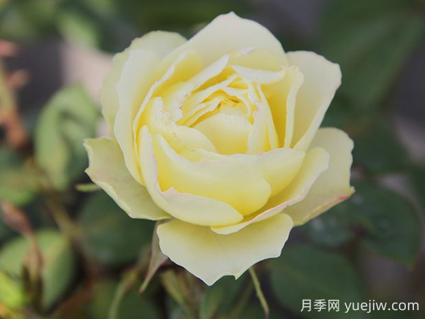 綠野月季的優(yōu)缺點(diǎn)是什么？(圖1)