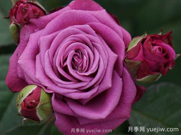 冥王星陽(yáng)臺月季的優(yōu)缺點(diǎn)是什么？(圖1)