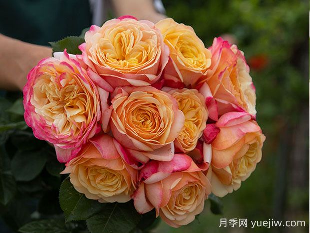 卡普里月季的優(yōu)缺點(diǎn)是什么？(圖1)