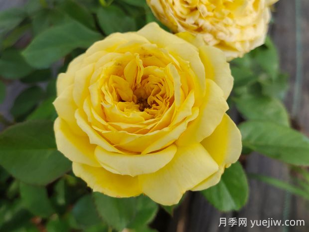 凱特琳娜月季的優(yōu)缺點(diǎn)是什么？(圖1)