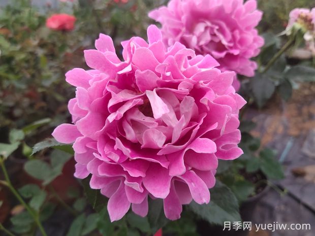 夢(mèng)幻褶邊月季的優(yōu)缺點(diǎn)是什么？(圖1)