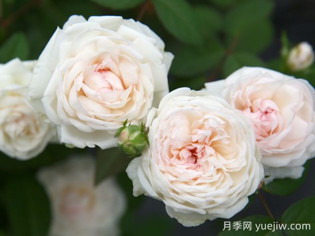 粉妝樓月季的優(yōu)缺點(diǎn)是什么？(圖1)