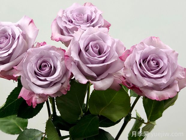 紫色迷霧月季的優(yōu)缺點(diǎn)是什么？(圖1)