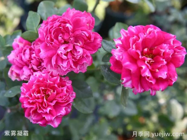 紫霧凝霜月季的優(yōu)缺點(diǎn)是什么？(圖1)