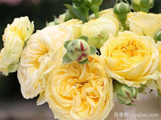 卡特琳娜月季的優(yōu)點(diǎn)是什么？(圖1)