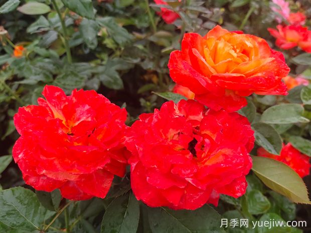 卻可克月季的優(yōu)缺點(diǎn)是什么？(圖1)