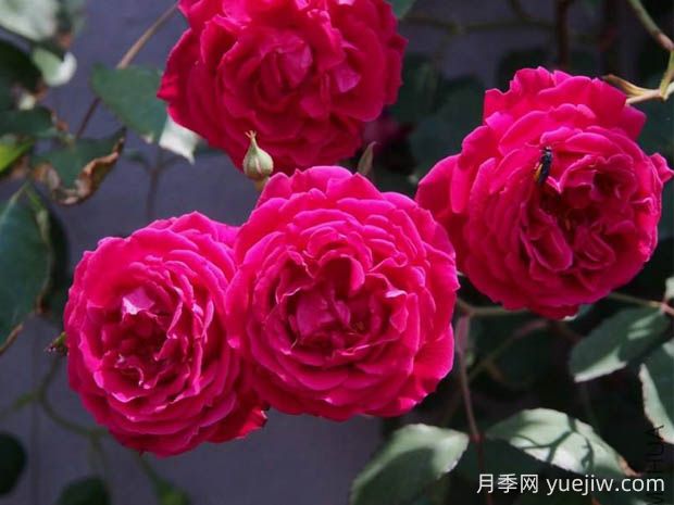 軟香紅月季的優(yōu)缺點(diǎn)是什么？(圖1)