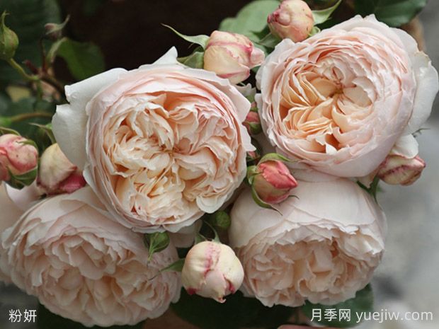 粉妍月季的優(yōu)缺點(diǎn)是什么？(圖1)