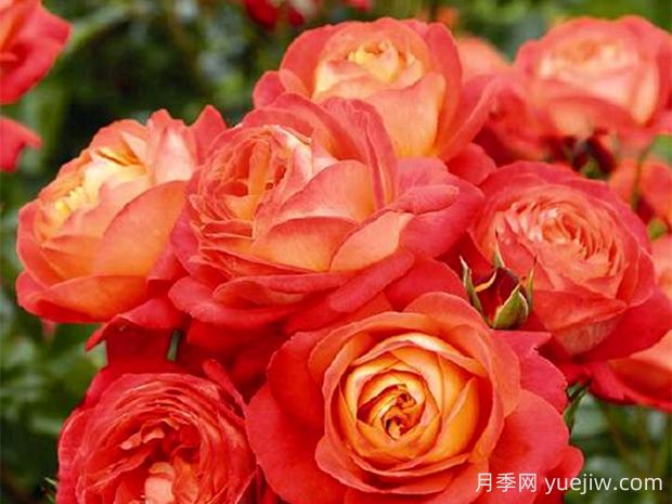 浪漫橙色月季的優(yōu)缺點(diǎn)是什么？(圖1)