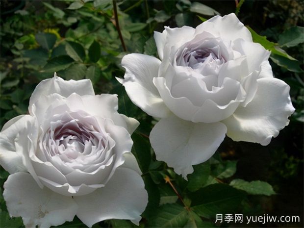 大天使月季的優(yōu)缺點(diǎn)是什么？(圖1)