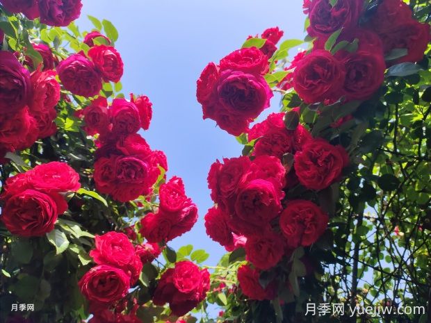 佛羅倫蒂娜月季的優(yōu)缺點(diǎn)是什么？(圖1)