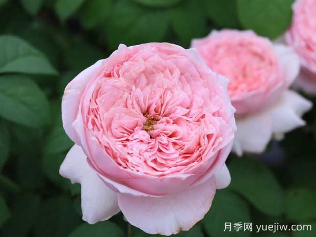 微醺月季的優(yōu)缺點(diǎn)是什么？(圖1)