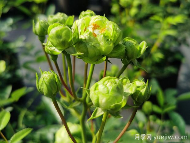推薦10種美麗的綠色系月季，唯美清新，多款國月(圖1)
