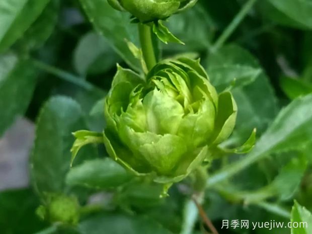 推薦10種美麗的綠色系月季，唯美清新，多款國月(圖3)
