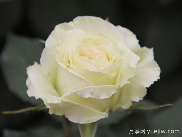 推薦10種美麗的綠色系月季，唯美清新，多款國月(圖6)
