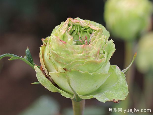 推薦10種美麗的綠色系月季，唯美清新，多款國月(圖2)