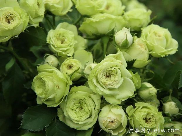 推薦10種美麗的綠色系月季，唯美清新，多款國月(圖9)