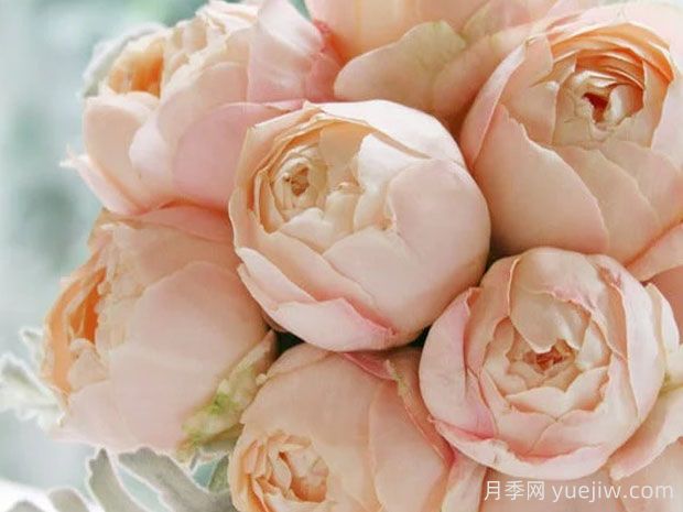 推薦10種杏色系月季品種，朵朵命中你(圖6)