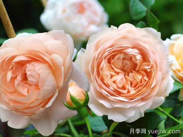 推薦10種杏色系月季品種，朵朵命中你(圖5)