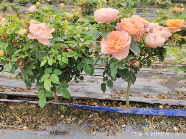 怎樣提高苗木成活率？ 花木嫁接注意事項(圖1)