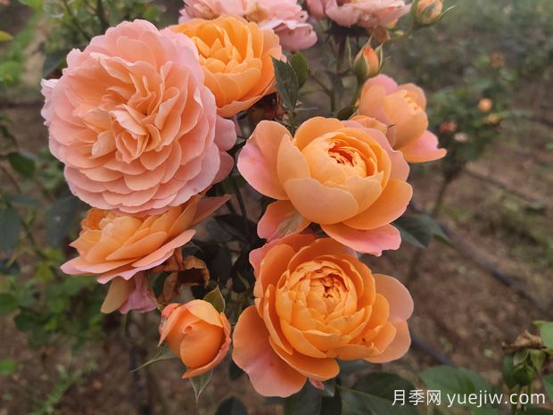 如何栽培適合初學(xué)者的月季花品種？(圖1)