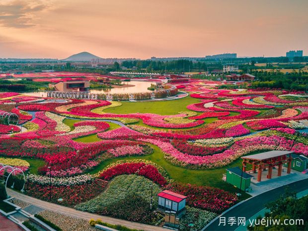 南陽(yáng)月季，月季之鄉譽(yù)滿(mǎn)全球(圖2)
