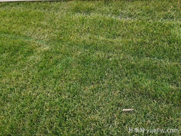 草坪可以在夏季伏天種植嗎？(圖1)