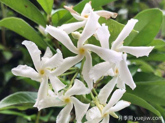 風(fēng)車(chē)茉莉(圖1)