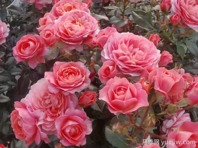 芳香王陽(yáng)臺月季/香香公主/蜜桃果汁(圖2)