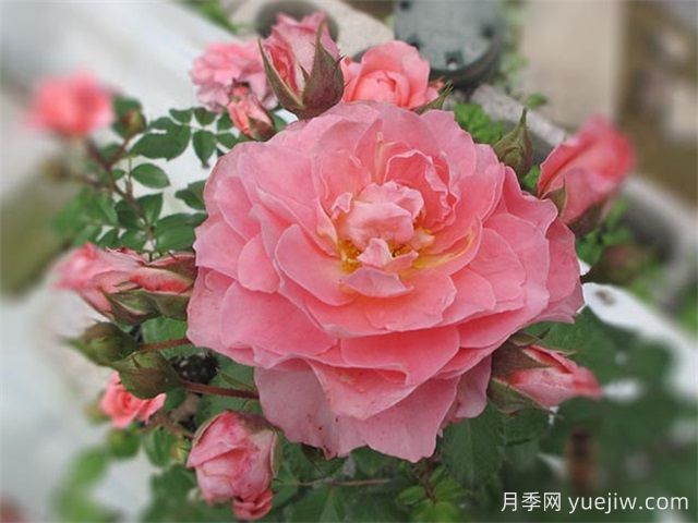 芳香王陽(yáng)臺月季/香香公主/蜜桃果汁(圖3)