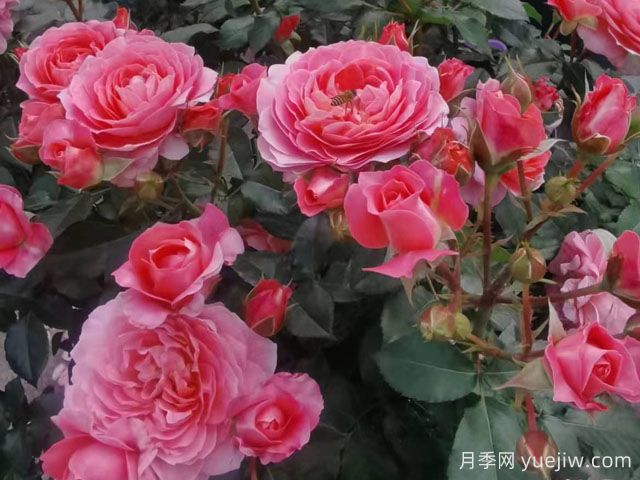芳香王陽(yáng)臺月季/香香公主/蜜桃果汁(圖4)