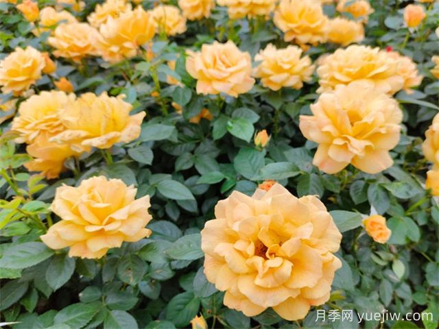 夏天養月季，月季高溫養護指南(圖1)
