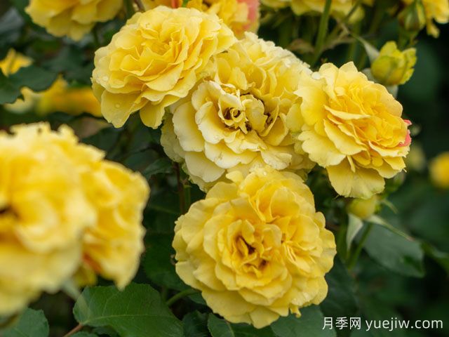 金管樂(lè )隊月季(圖2)