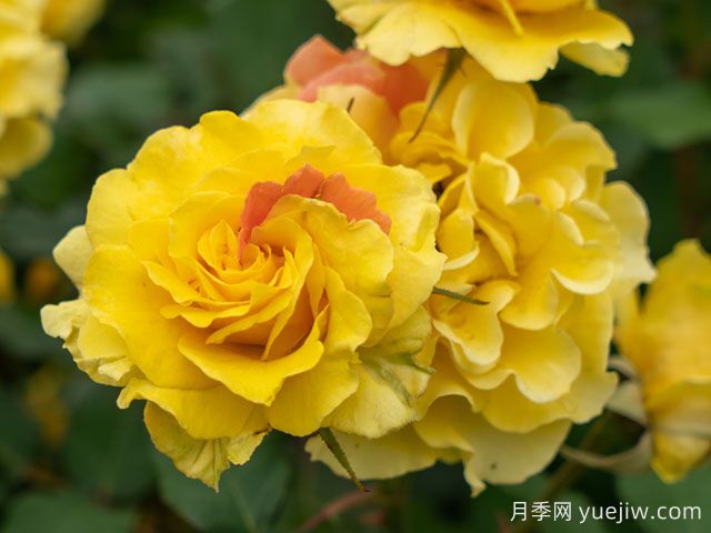 金管樂(lè )隊月季(圖1)