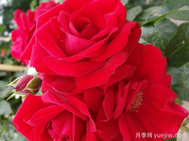 艾瑪迪斯月季/阿瑪迪斯(圖1)