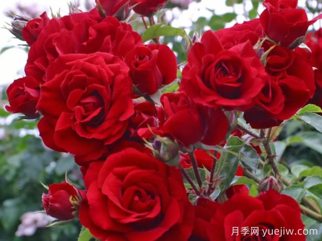艾瑪迪斯月季/阿瑪迪斯(圖2)