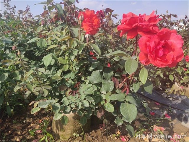 夏天月季總是黃葉？5大原因和補救措施(圖3)