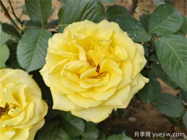 一年生、二年生，多年生園林花卉的使用和區別(圖1)