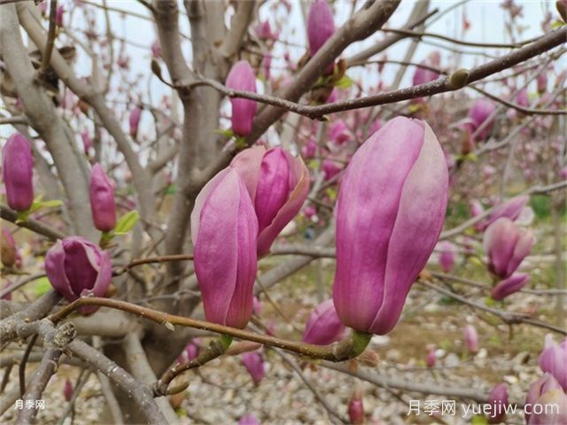 辛夷是玉蘭花的花苞嗎？(圖1)