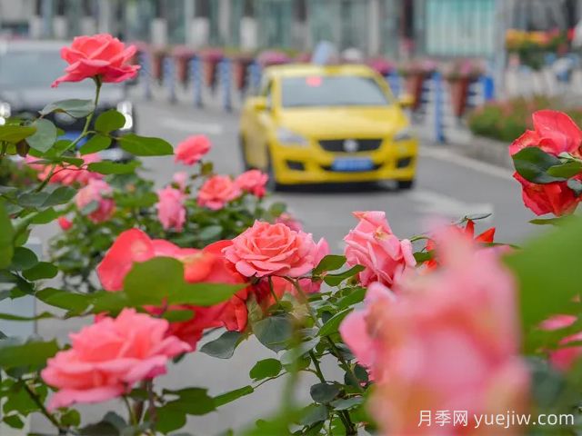 重慶月季應用和景觀(guān)圖集(圖2)