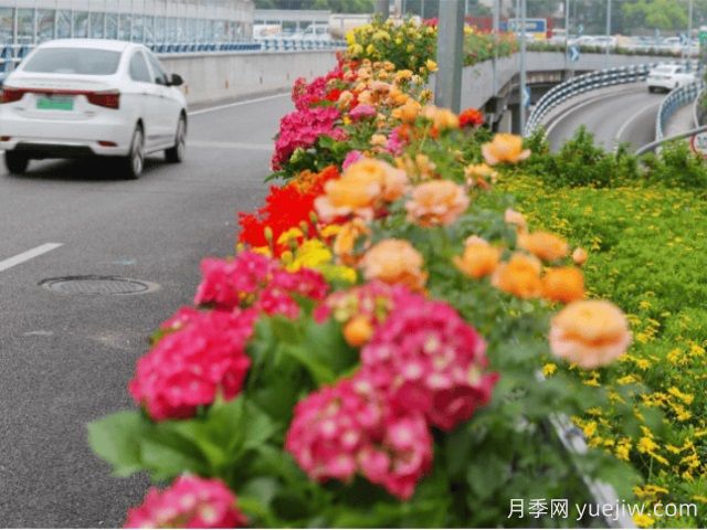 重慶月季應用和景觀(guān)圖集(圖3)