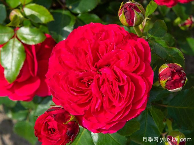 紅色達芬奇月季和粉色達芬奇月季有什么區別？(圖1)
