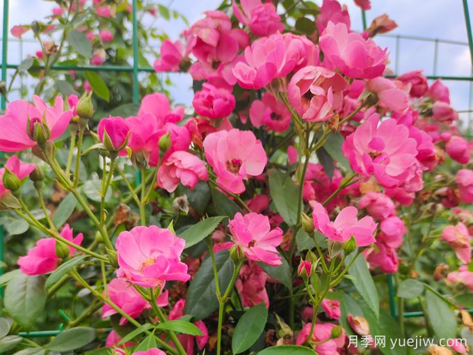 基地安吉拉月季網(wǎng)片花墻批發(fā)供應(圖1)