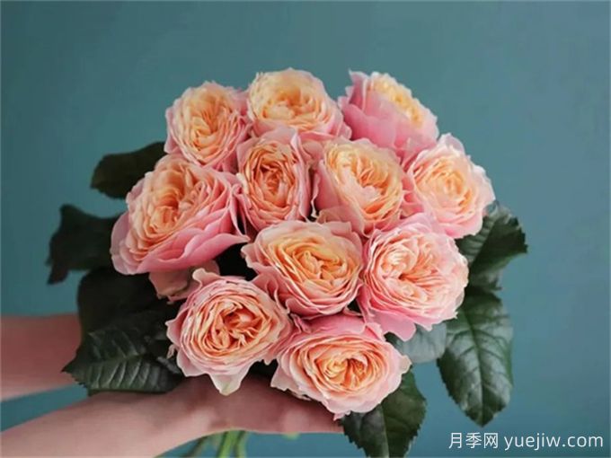 溫柔珊瑚心月季養護攻略，讓爆花更容易(圖1)