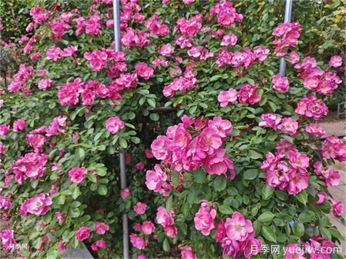 月季度夏指南，夏季紅蜘蛛黑斑病防治教程(圖1)