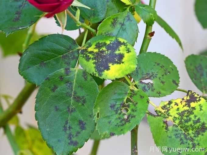 月季度夏指南，夏季紅蜘蛛黑斑病防治教程(圖2)