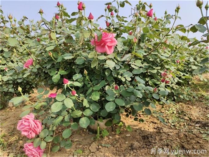 月季度夏指南，夏季紅蜘蛛黑斑病防治教程(圖3)