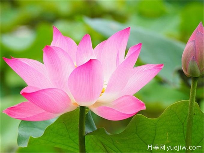 詩(shī)經(jīng)里那些美了千年的植物，你都見(jiàn)過(guò)嗎？(圖2)
