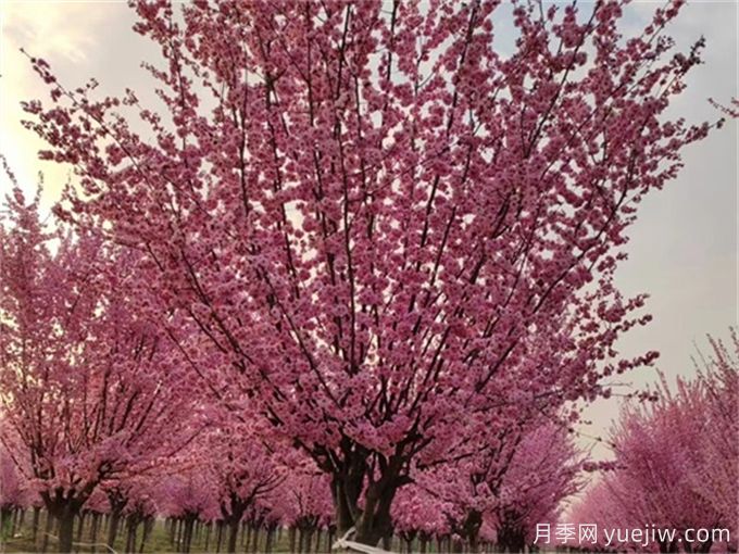 詩(shī)經(jīng)里那些美了千年的植物，你都見(jiàn)過(guò)嗎？(圖1)