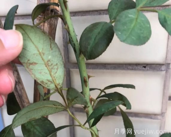 月月季花黃葉長(cháng)不好？9種常見(jiàn)缺素癥盤(pán)點(diǎn)(圖2)